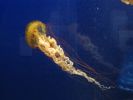 PICTURES/Tennessee Aquarium in Chattanooga/t_Yellow Jellyfish2.jpg